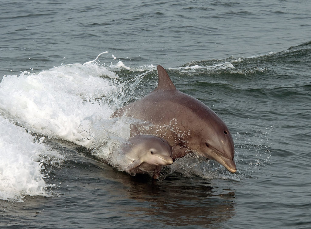 dolphin watching at new jersey