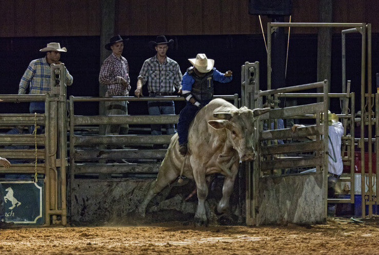 Yeehaw! It's time to hit the rodeo at Westgate River Ranch & Rodeo in Florida