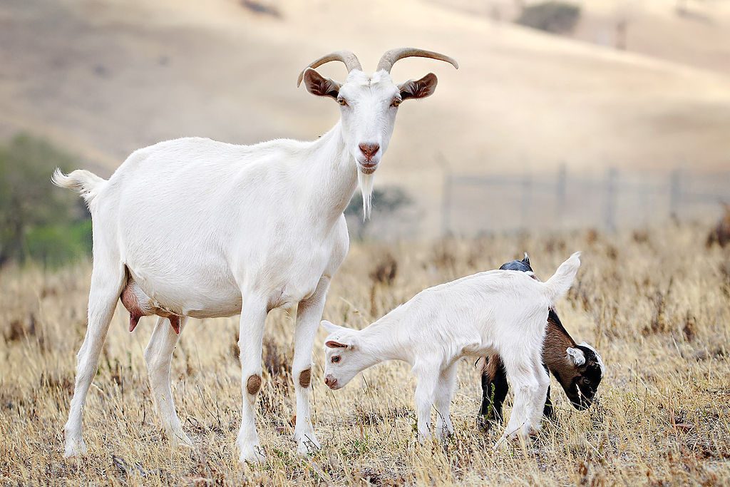 Goat with baby goats.