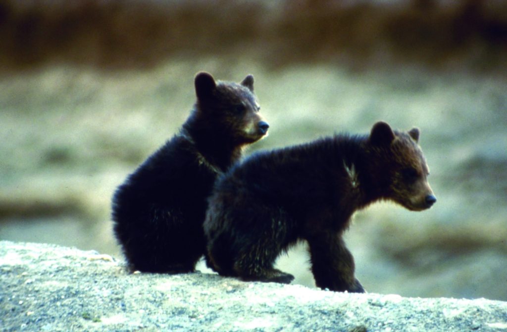 You may spost black bear cubs in winter at Shenandoah National Park. Photo c. NPS