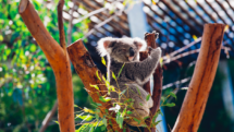 Koala playing on an Australian tree stump