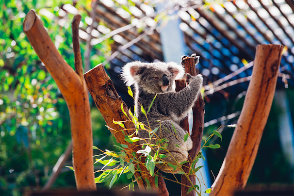 Koala playing on an Australian tree stump