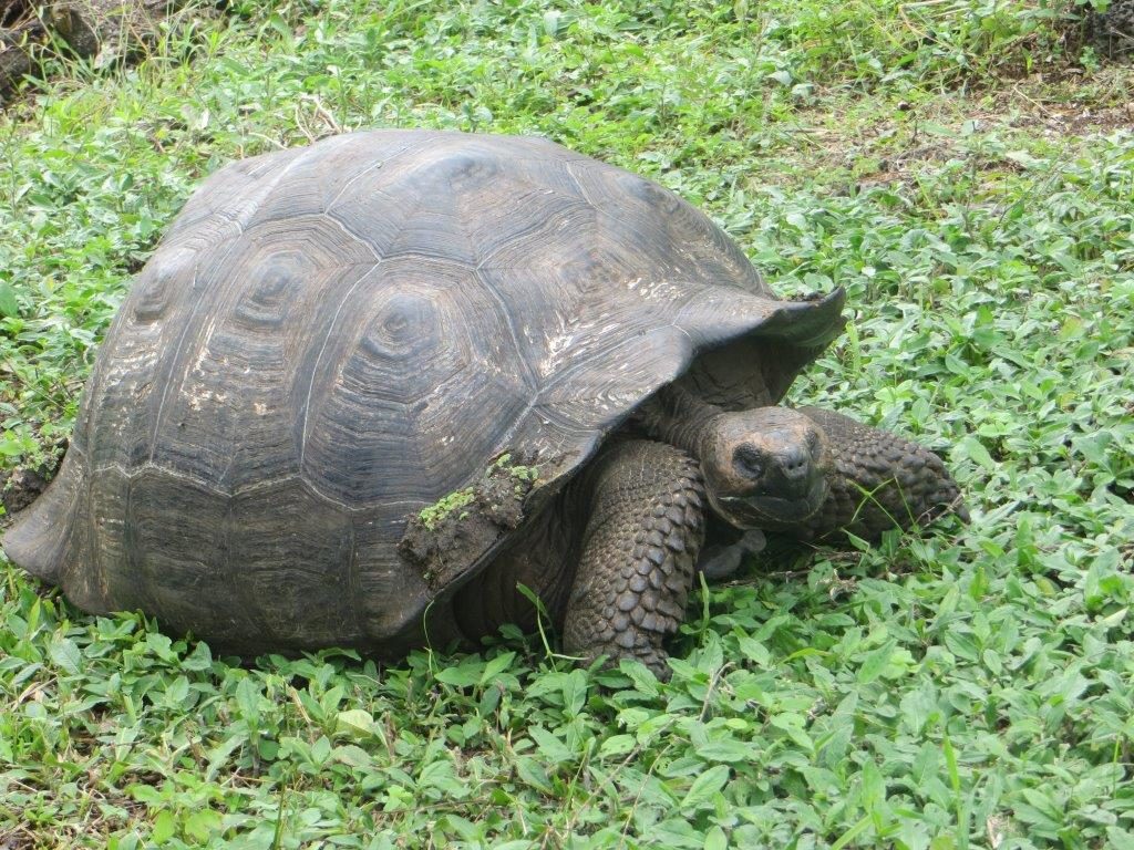 Giant tortoise from the Galapagos Islands.