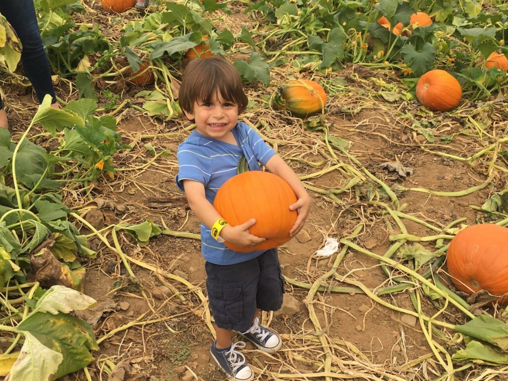 pick your own pumpkin at Alstede Farms