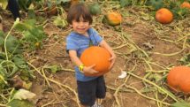 pick your own pumpkin at Alstede Farms