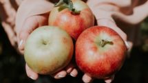 apples held in hands