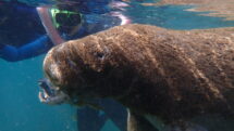 Closeup of manatee and snorkeler.