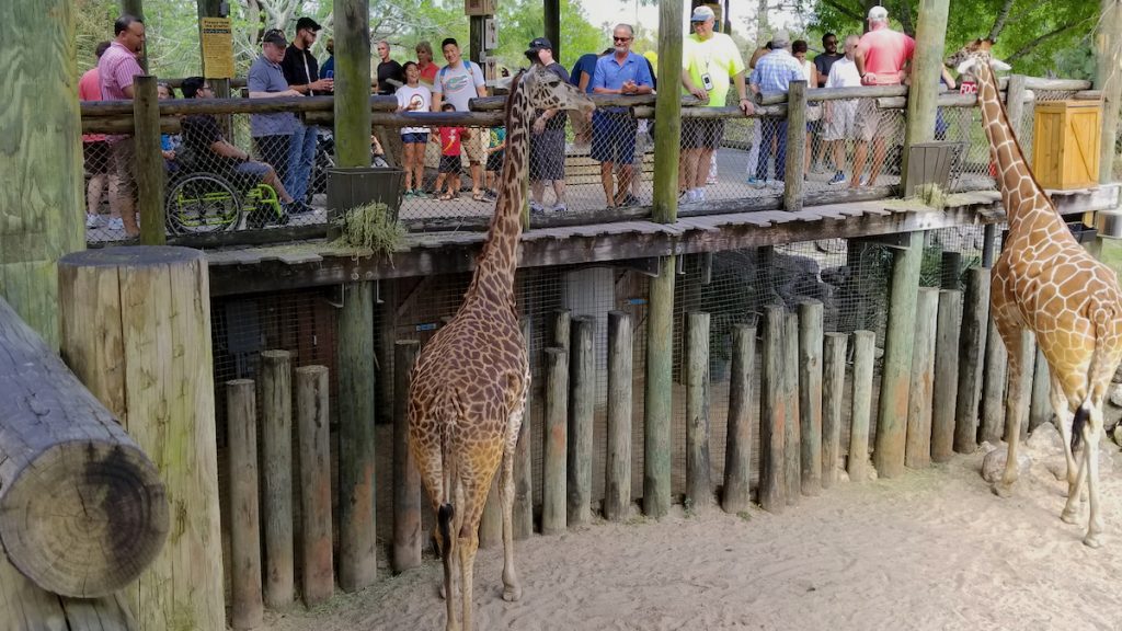 Feeding the Masai giraffes at the Brevard Zoo