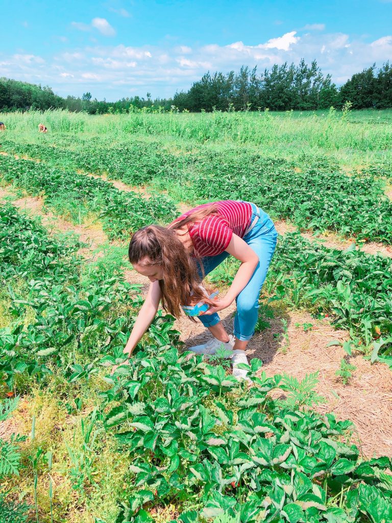 Strawberry picking at Le Ferme Vaillancourt.