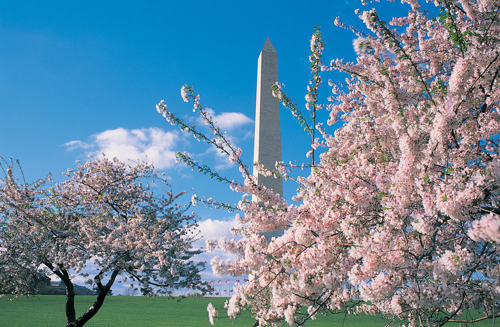 Washington Monument and Cherry Blossoms