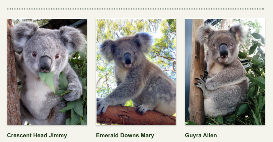 Koalas for adoption at Koala Hospital in Australia