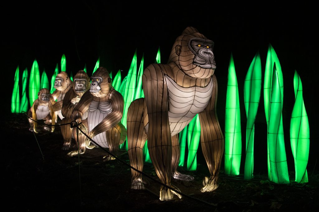 Gorillas in lights at Bronx Zoo Holiday Lights show.