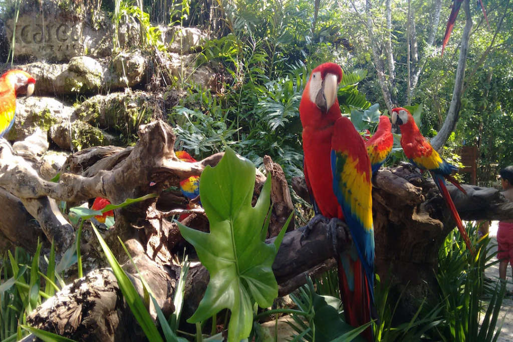 Parrots at Xcaret ecological park, Mexico