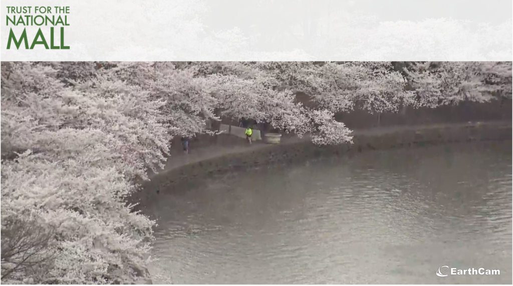 Cherry trees are bursting into bloom on Washington D.C. webcam
