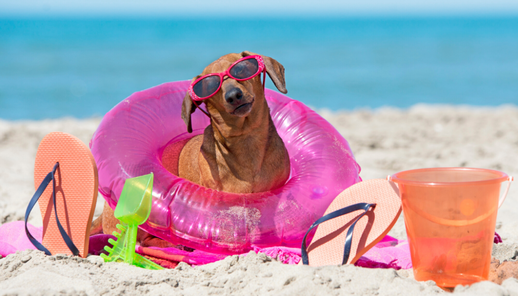 Dachsund dog with sunglasses on the beach.