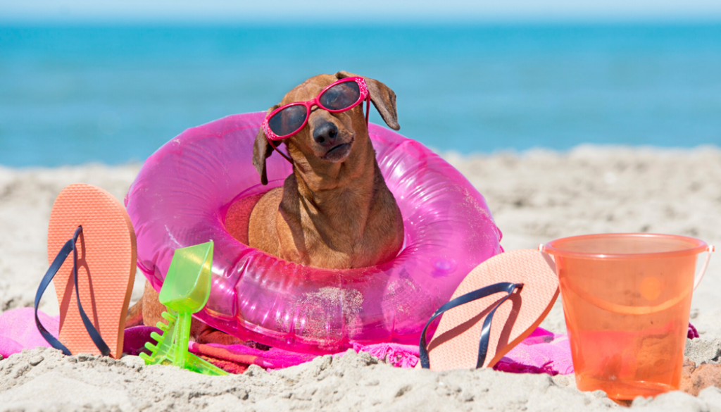 Top 10 Reasons To Take The Family Dog On Holiday With You My Family