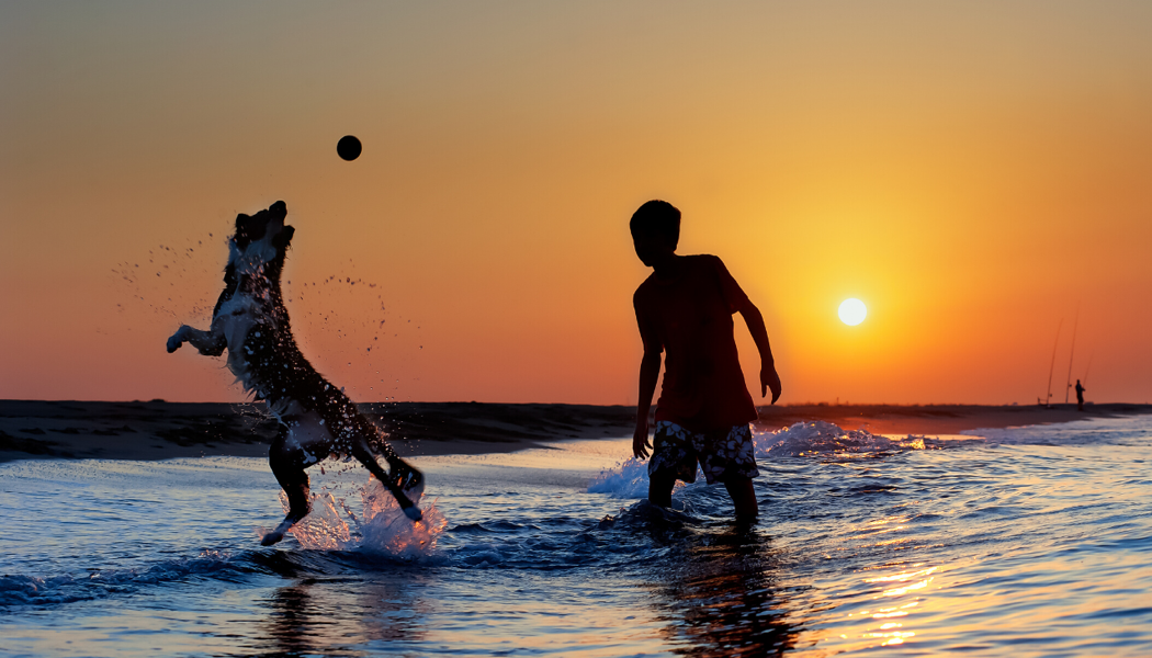 Top 10 Reasons To Take The Family Dog On Holiday With You My Family