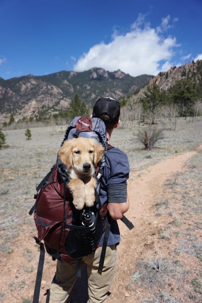 dog in backpack on hiking trail