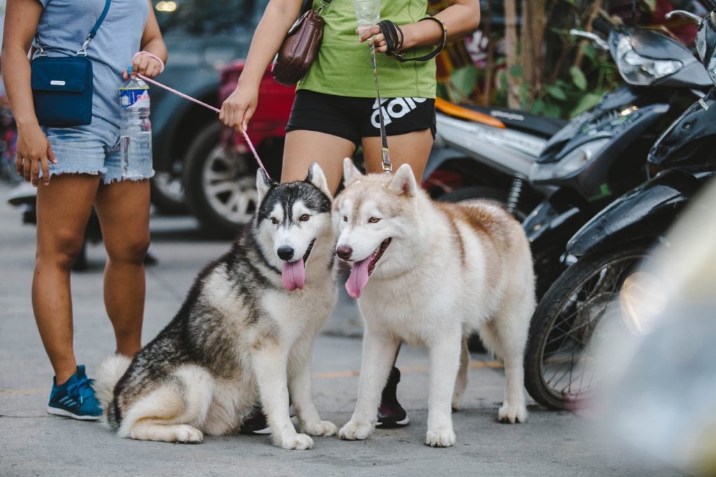 Alaskan malamutes in parking lot