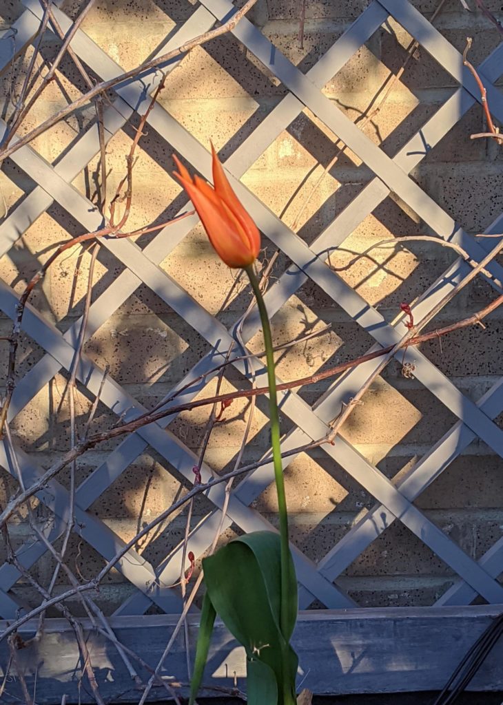 orange tulip in front of trellis