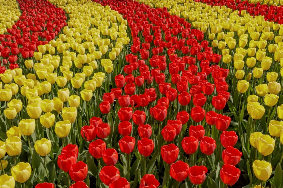 yellow and red tulips at Keukenhof Gardens