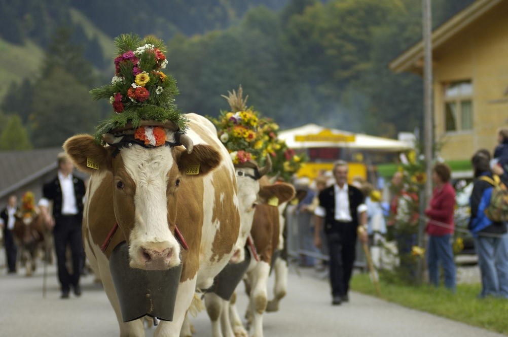 The Desalpe parade in St. Cergue as cattle descend from summer pastures in Switzerland.