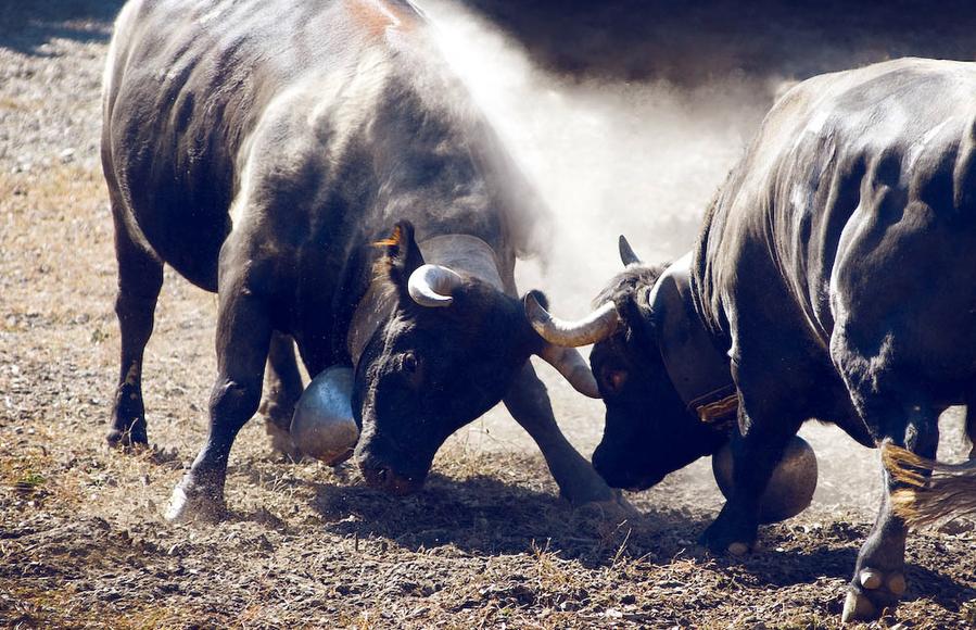 A cattle battle in the Valais region of Switzerland..