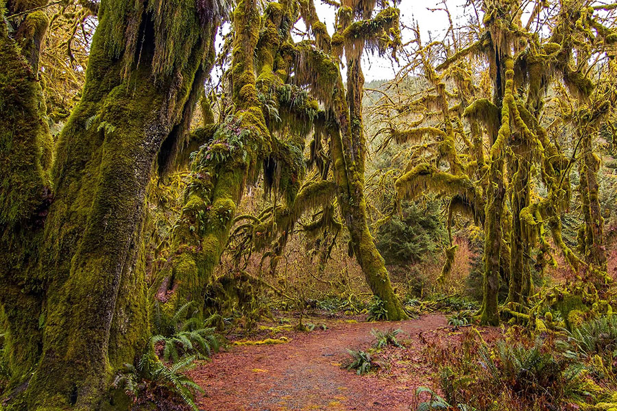 Hoh Rain Forest on Olympic Peninsula, Washington