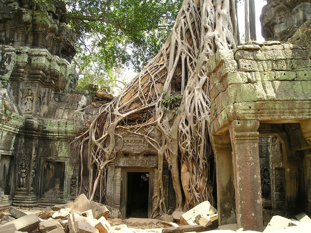 Raízes de árvores crescem sobre templos em Angkor Wat, Camboja