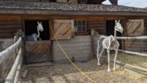 Horse skeleton in stable