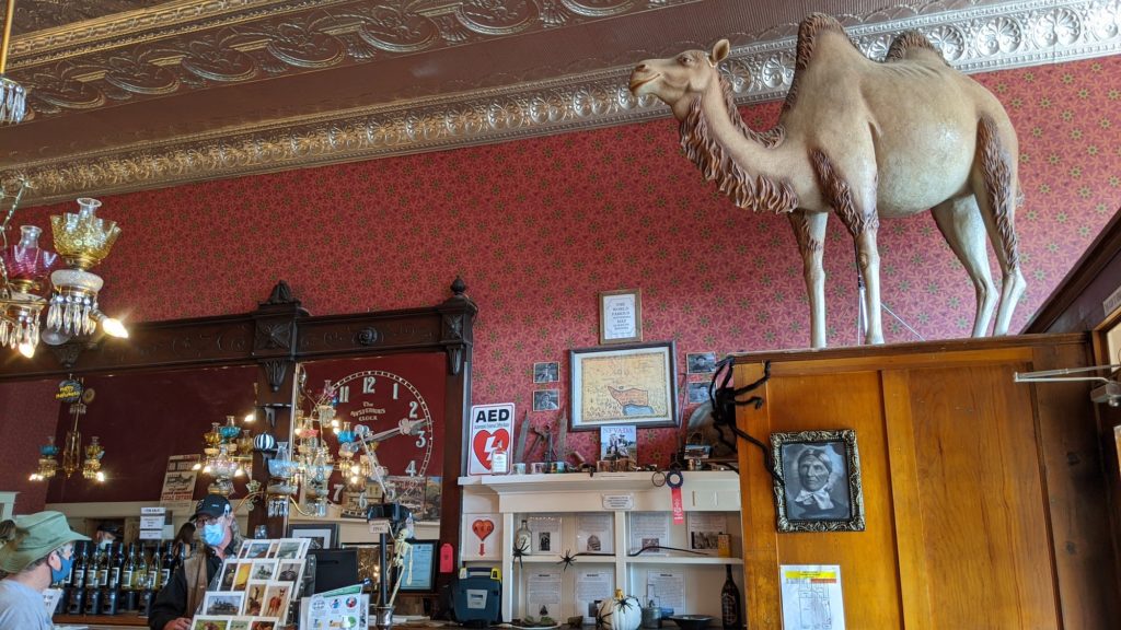 A camel dominates the ambiance at the Virginia City Tourism office.