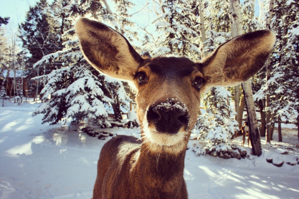 Deer in winter landscape.