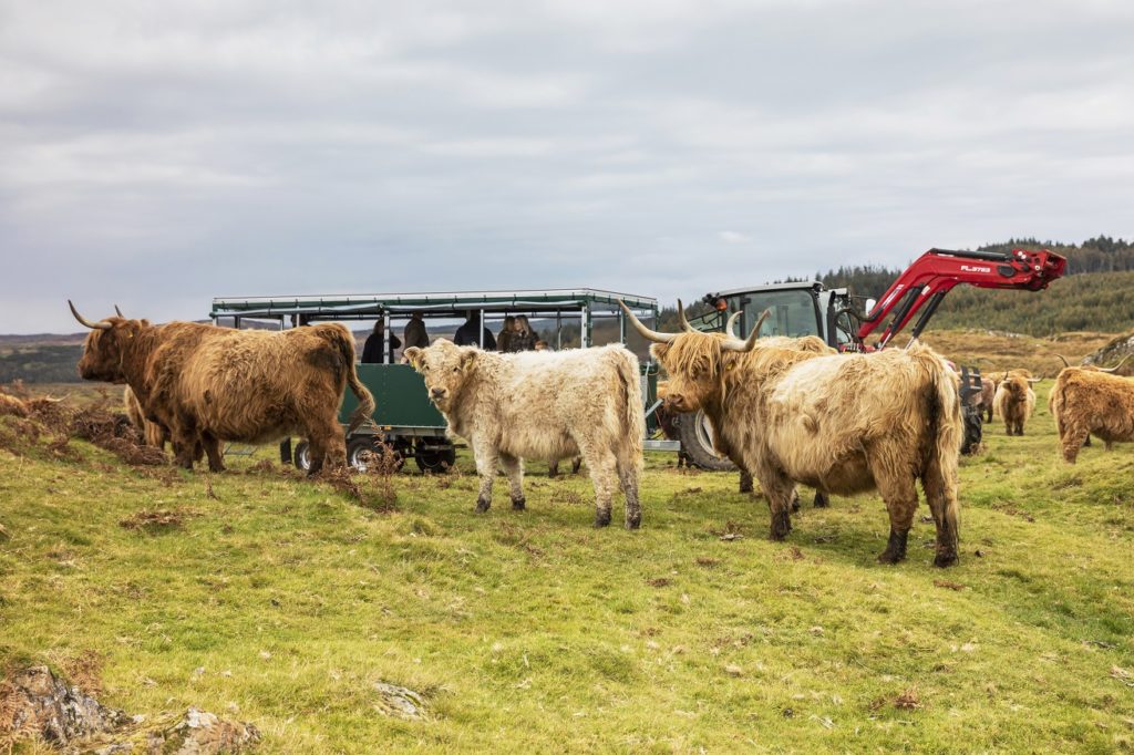 Hairy coos and ewes in a field in Great Britain as tourists look on.