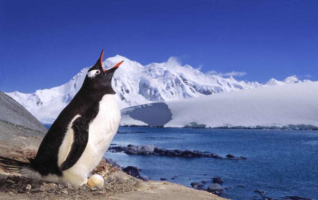 Gentoo Penguin sitting on egg and squawking.