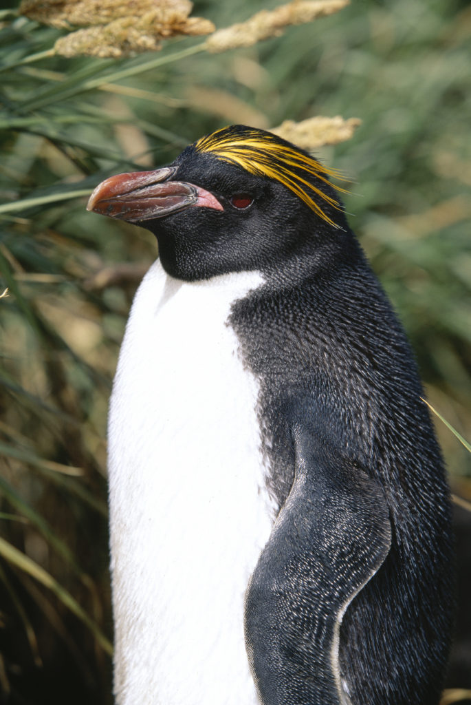 Macaroni Penguin from the Antarctica Peninsula has a yellow comb atop a black and white body