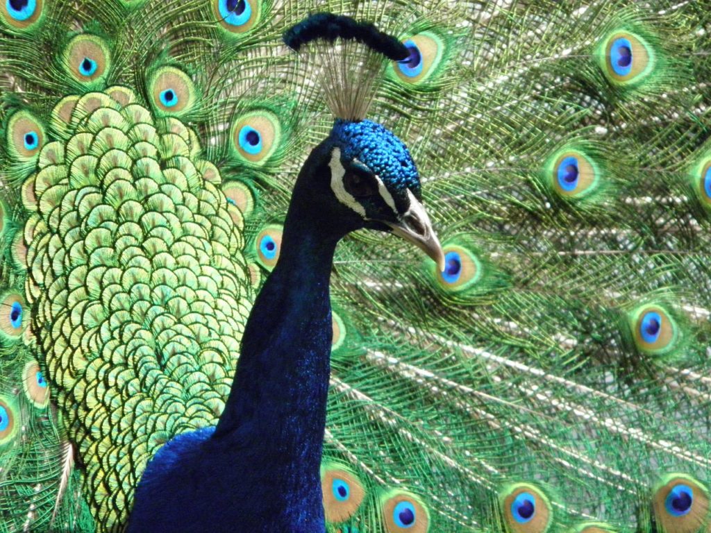 Stunning peacock fans out its colorful tail feathers