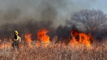 Firefighter battles wildfire in field.
