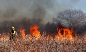 Firefighter battles wildfire in field.