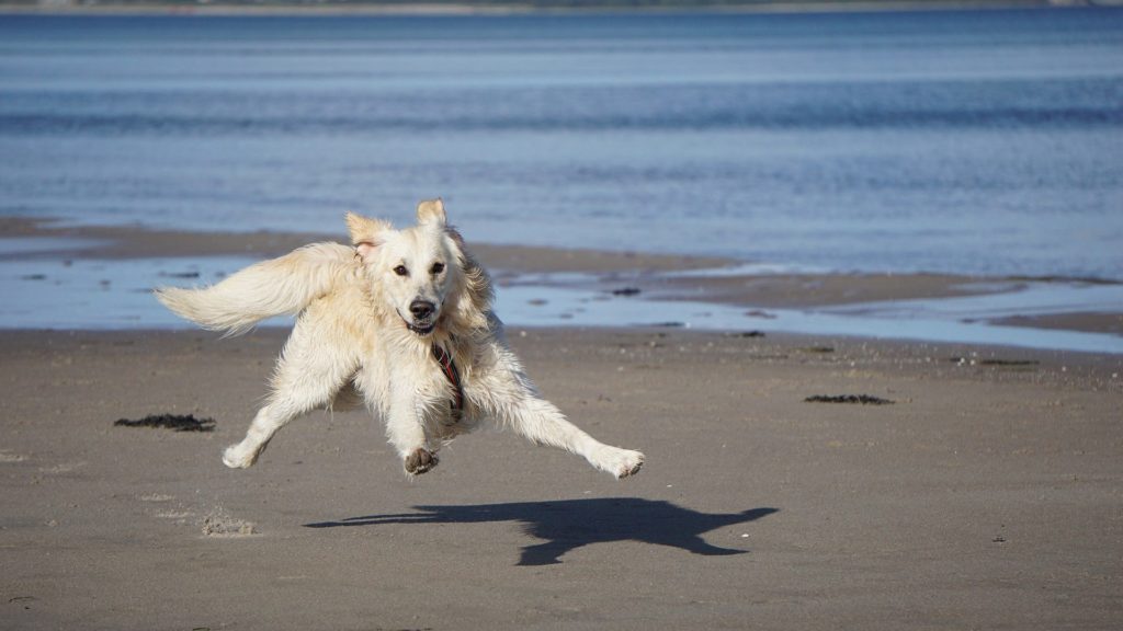 A wet Golden Rtriever puppy jumping on the beach.