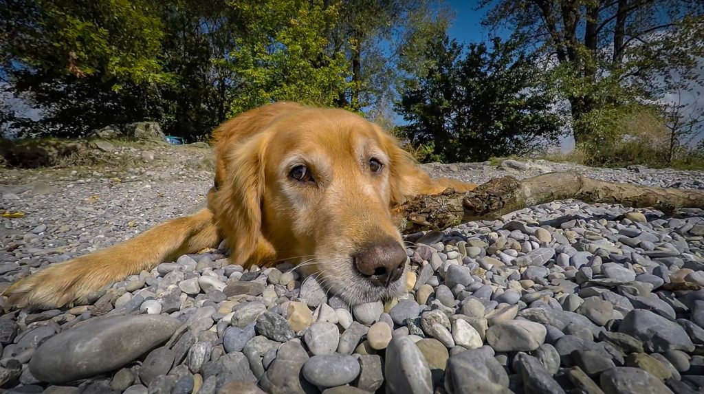 Golden Retriever lying on pebble beach.