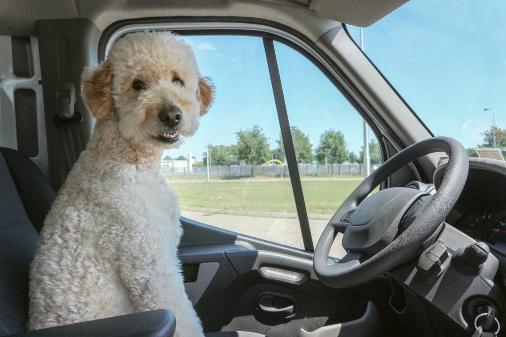 Poodle in the driver's seat of car.