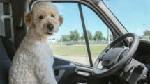 Poodle in the driver's seat of car.