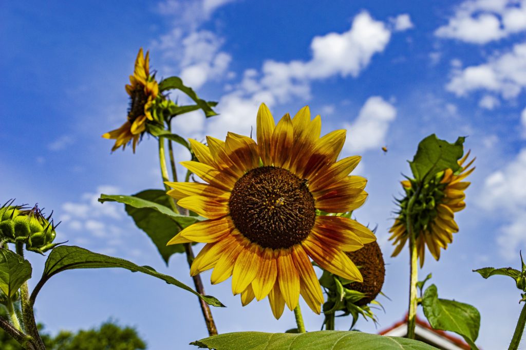 Sunflower growing in Kansas field.