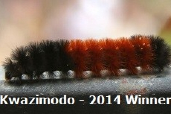Kwazimodo is the woolly worm that won the 2014 Wooly Worm Festival in North Carolina.
