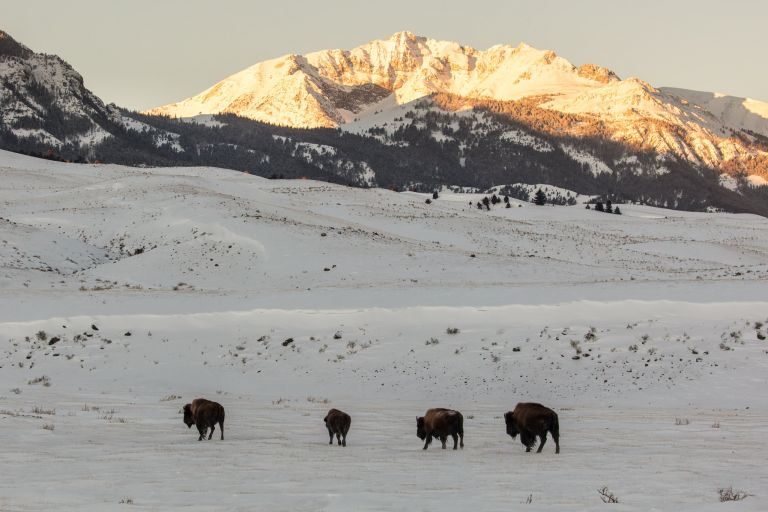 Bison on a snowy field in Yellowstone.