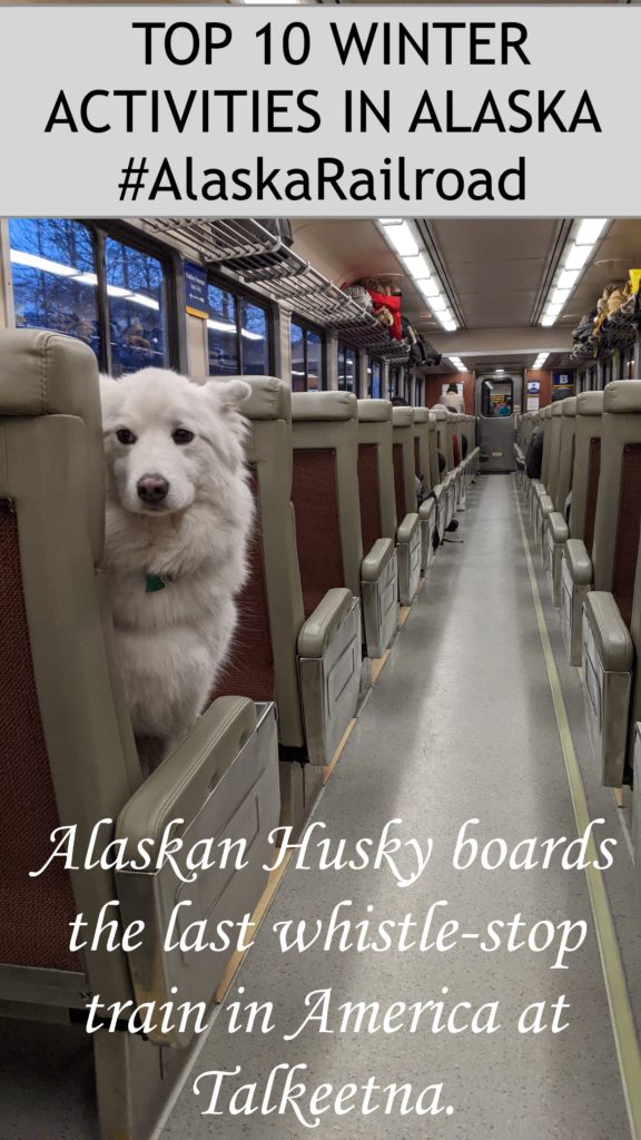 Alaskan Husky dog sits up in train car on the Alaska Railroad.