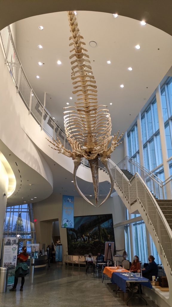 Bowhead Whale skeleton hangs over entry to the Museum of the North at University of Alaska Fairbanks.