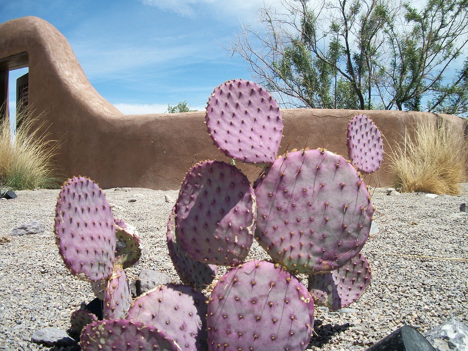 Prickly pear cactus blooms in the summer and makes a delicious purple ice cream that is popular in New Mexico.