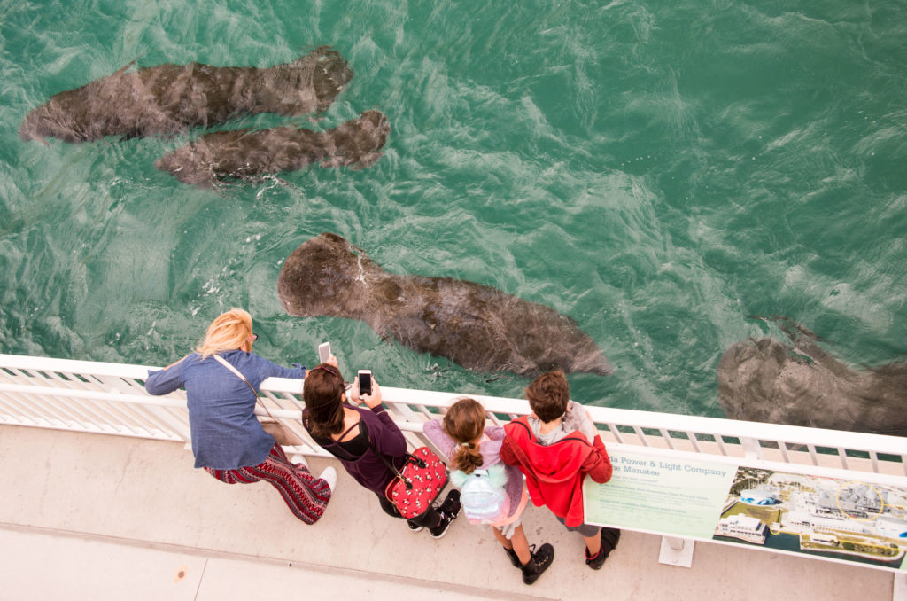 Family watching manatees float in the warm lagoon water of the Lake Worth Lagoon.