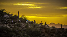 Group going on a sunset horseback ride in Arizona